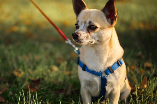 Functional pet leash Functional pet leash